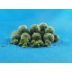CONCEPT FOR YOU GREEN MUSSEL SUPREME 20 MM - 6 KG BIG BOX
