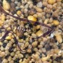 SUPERBAITS MIXTURA 1KG