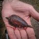 KORUM GRUB FEEDER 60 GRS
