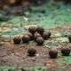 CONCEPT FOR YOU BOILIES C.O.A.S.T. PRO 20 MM 1 KG