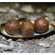 CONCEPT FOR YOU BOILIES C.O.A.S.T PRO 24 MM 1 KG