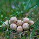 CONCEPT FOR YOU AMBROSIA 20 MM - 1 KG