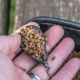KORUM BAIT GRIPPER LEAD 45 GR