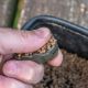 KORUM BAIT GRIPPER LEAD 45 GR