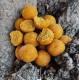 ANGLERS WORKS BOILIES SEMISOLUBLES PIÑA 4 KG