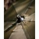 FOX BROLLY 60 PULGADAS