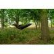NASH BANK LIFE HAMMOCK
